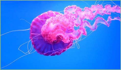 Jellyfish Are 